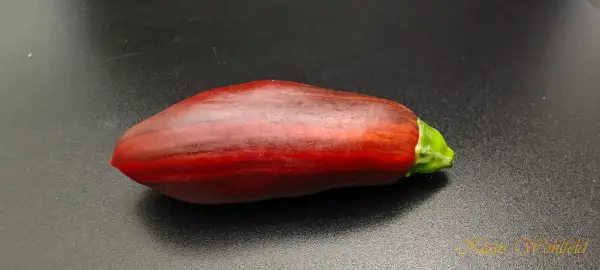 Chili / Paprika: Candy Cane Long Chocolate (panaschiert)