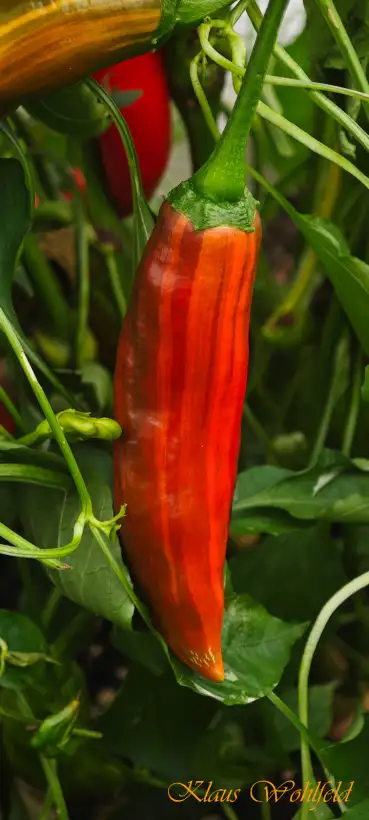 Paprika: Candy Cane Long Chocolate (panaschiert)