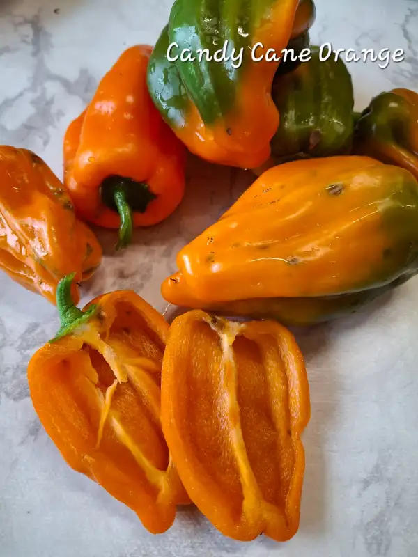 Chili / Paprika: Candy Cane Orange