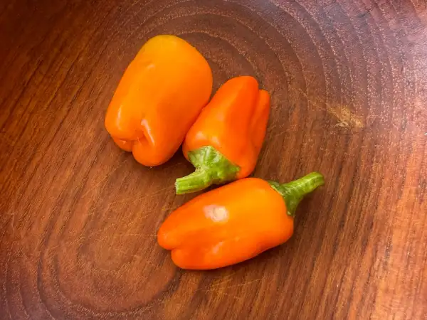 Paprika: Candy Cane Orange