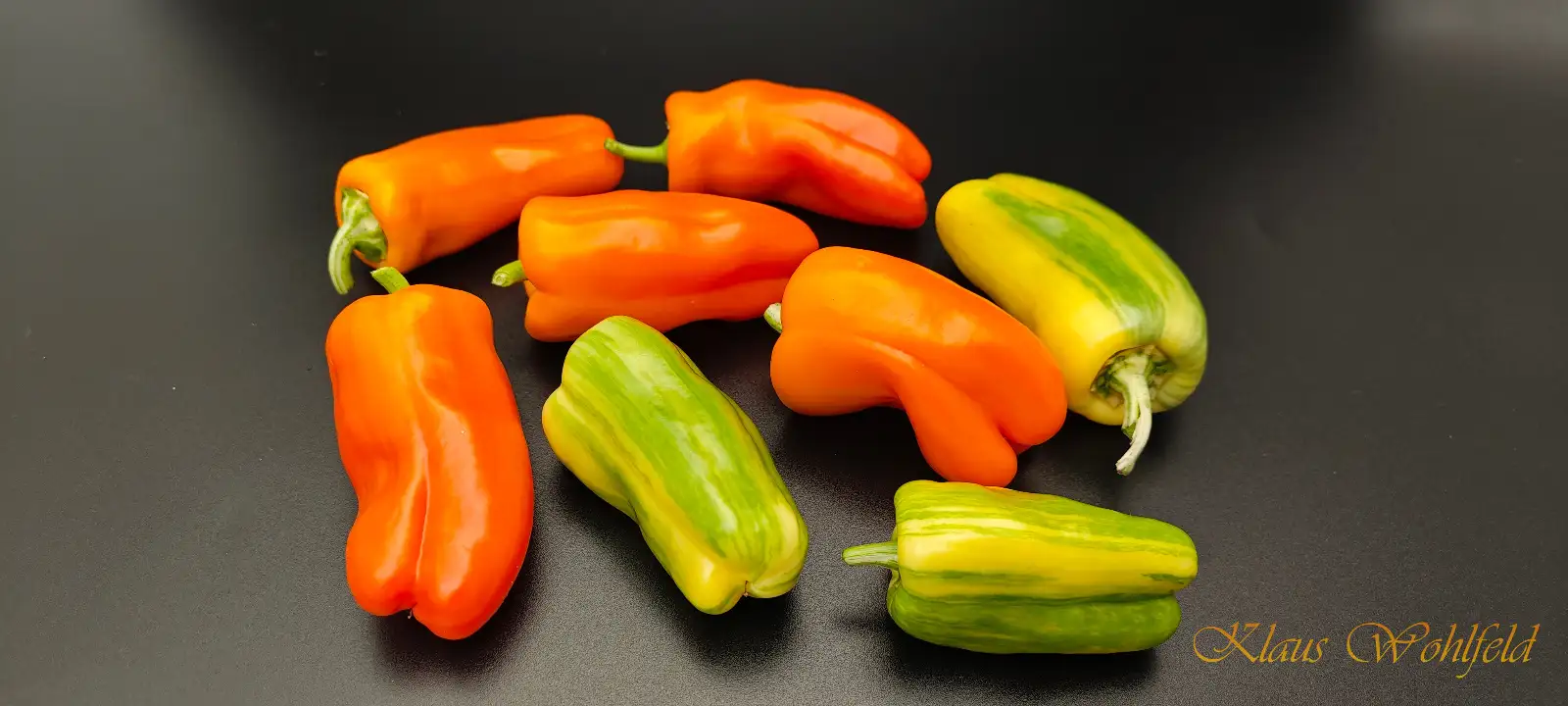 Chili / Paprika: Candy Cane orange (panaschiert)