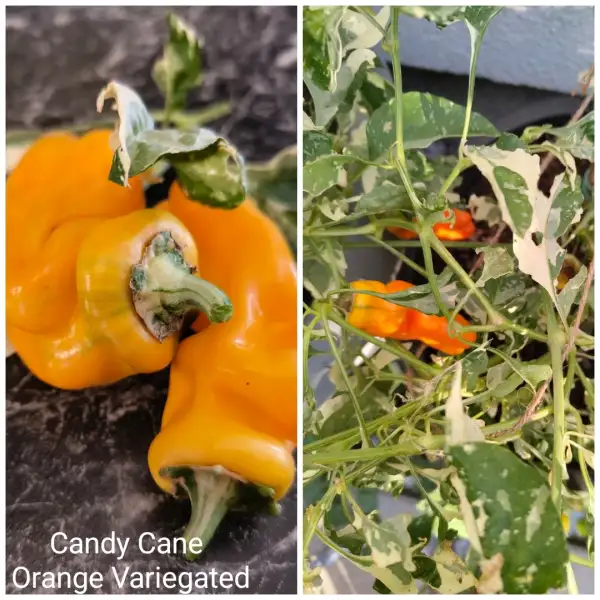 Chili / Paprika: Candy Cane Orange Variegated Paprika