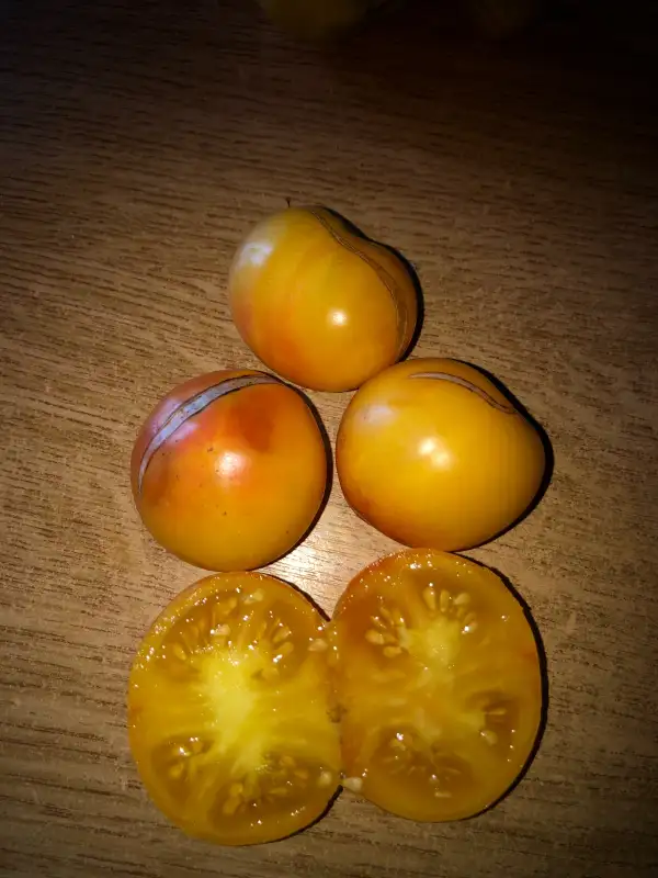 Tomaten: Candy Stripes (little strain)