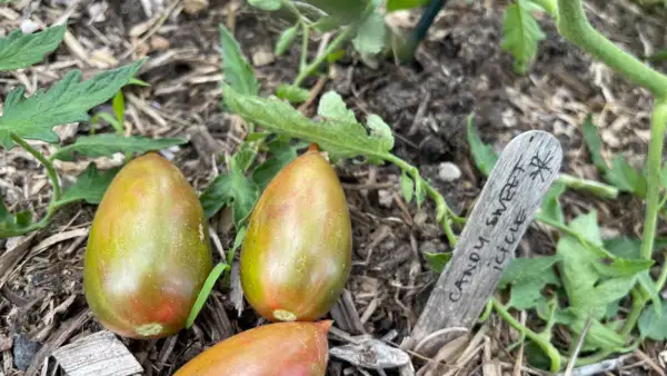 Tomaten: Candy Sweet Icicle