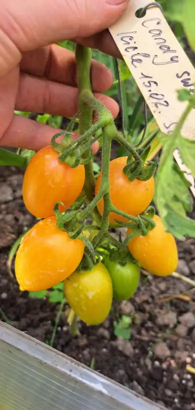 Tomaten: Candy Sweet Icicle