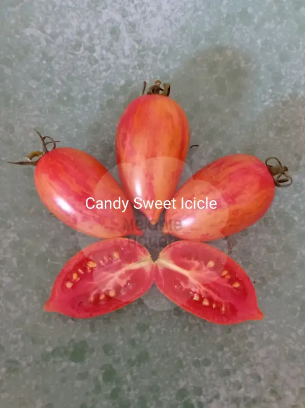 Tomaten: Candy Sweet Icicle