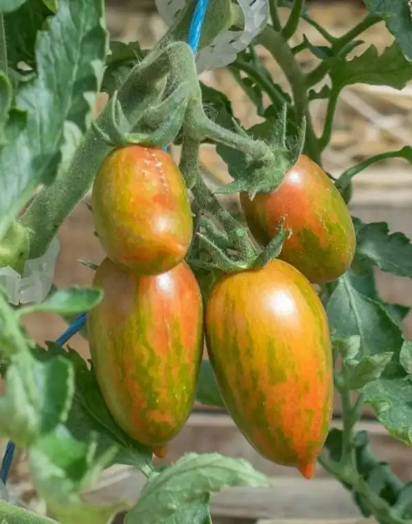 Tomaten: Candy Sweet Icicle 2