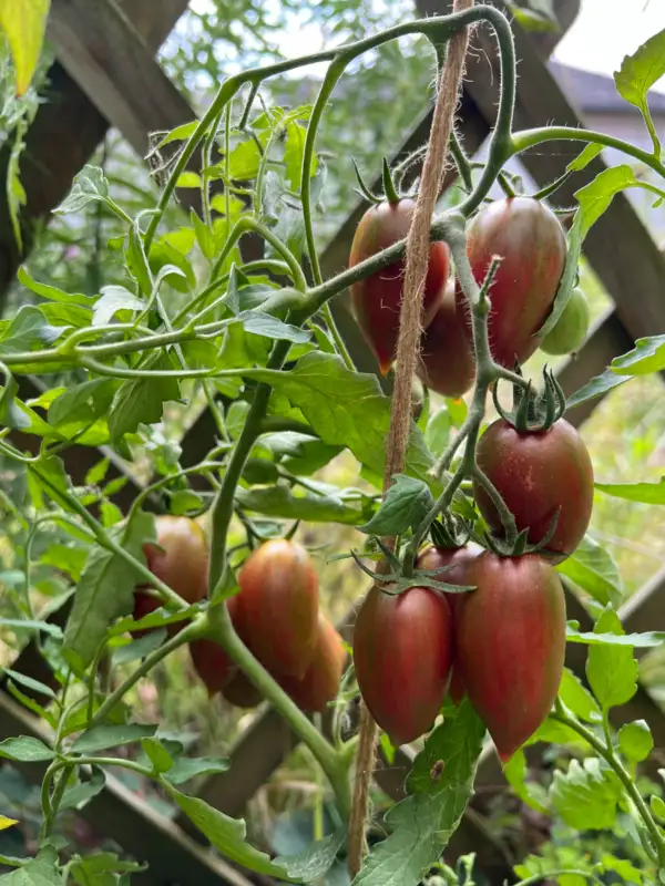 Tomaten: Candy Sweet Icicle 2