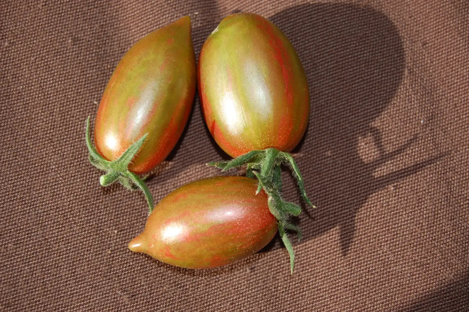 Tomaten: Candy Sweet Icicle 2