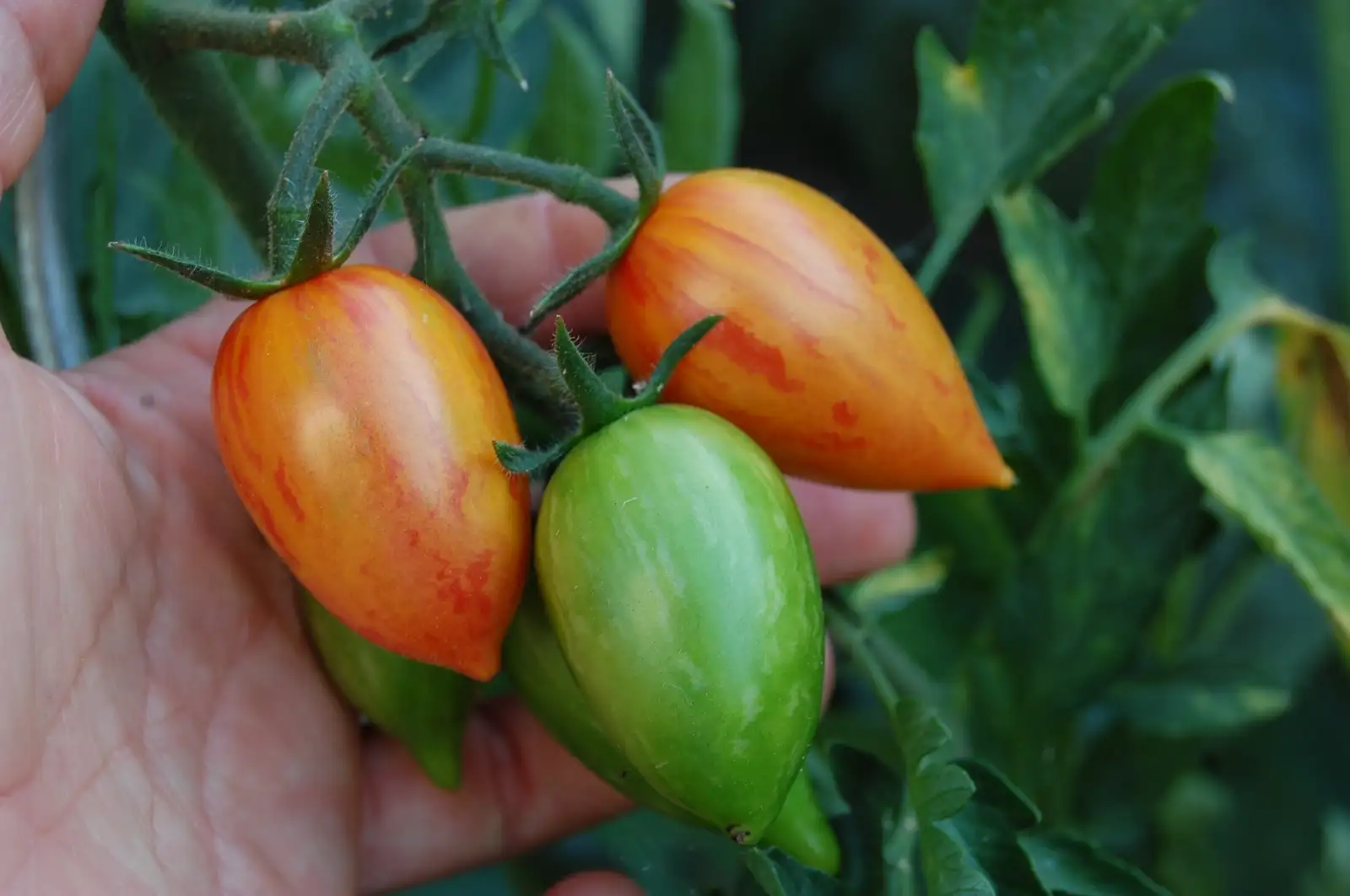 Tomaten: Candy Sweet Icicle