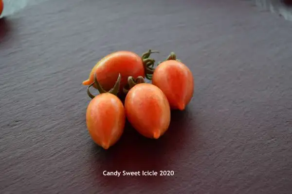 Tomaten: Candy Sweet Icicle