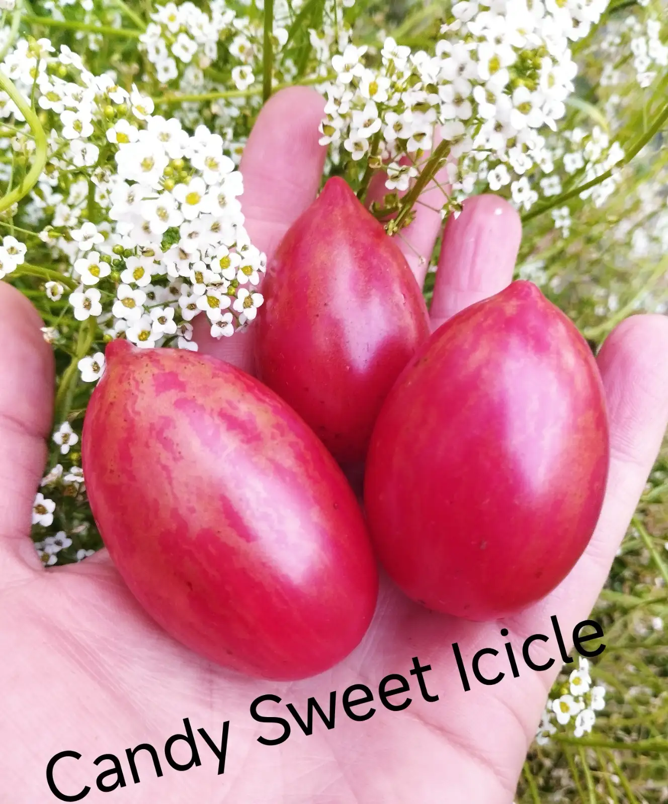 Tomaten: Candy Sweet Icicle