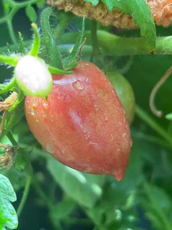 Tomaten: Candy Sweet Icicle
