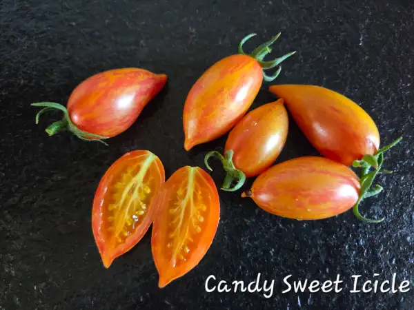 Tomaten: Candy Sweet Icicle