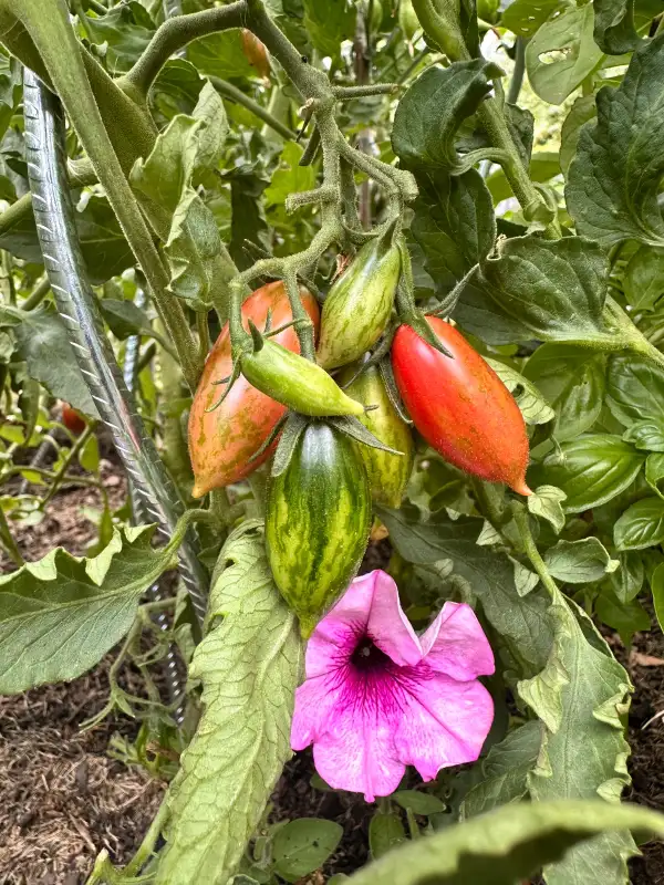 Tomaten: Candy Sweet Icicle