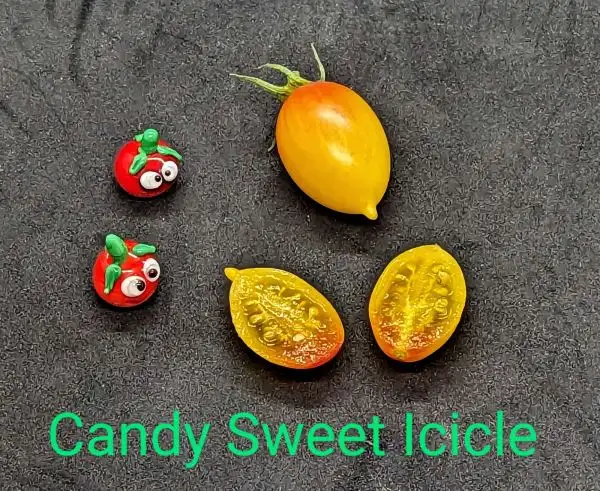 Tomaten: Candy Sweet Icicle