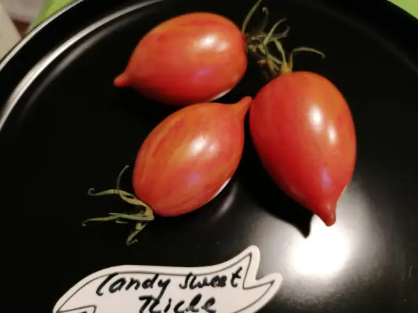 Tomaten: Candy Sweet Icycle