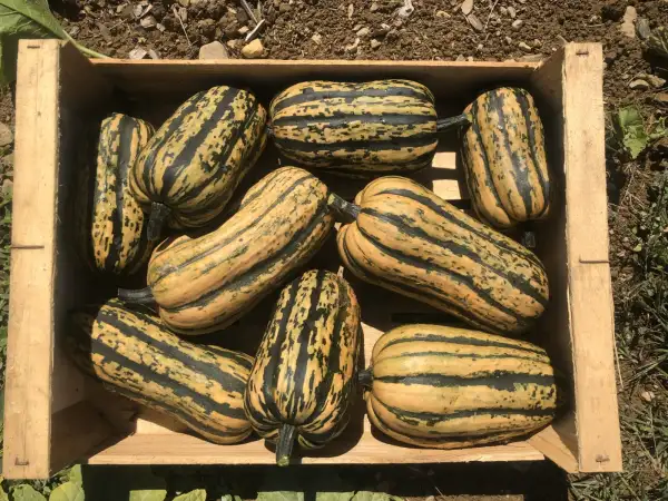 Kürbisse: Candystick Delicata