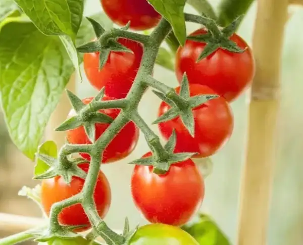 Tomaten: Candytom Rot