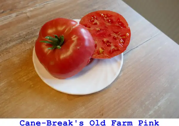 Tomaten: Cane-Break’s Old Farm Pink