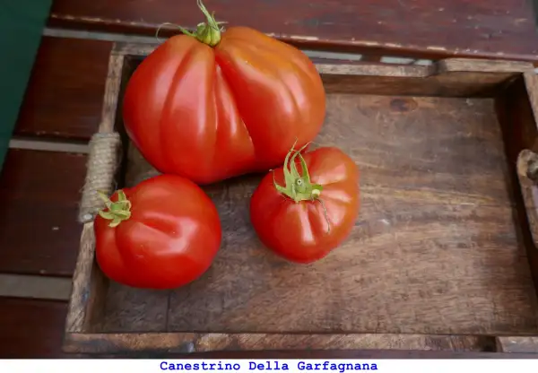Tomaten: Canestrino della Garfagnana