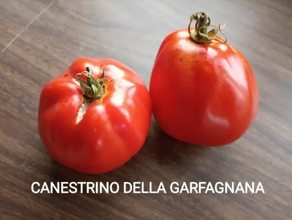 Tomaten: Canestrino della Garfagnana