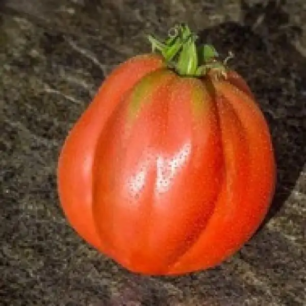 Tomaten: Canestrino della Garfagnana