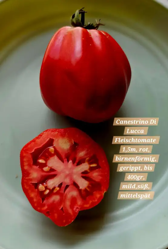 Tomaten: Canestrino di Lucca