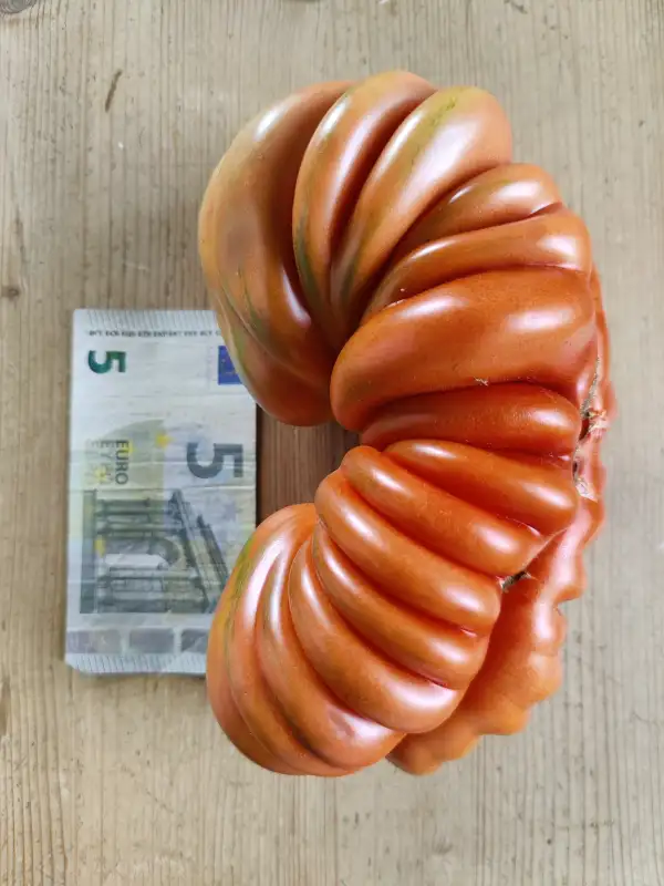 Tomaten: Canestrino di Lucca