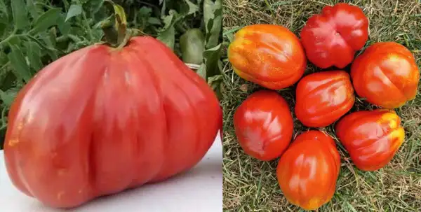 Tomaten: Canestrino di Lucca