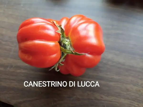 Tomaten: Canestrino di Lucca