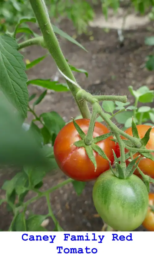 Tomaten: Caney Family Red Tomato