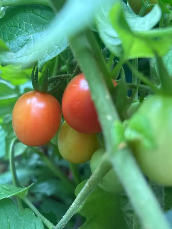 Tomaten: Canneberge Sucre