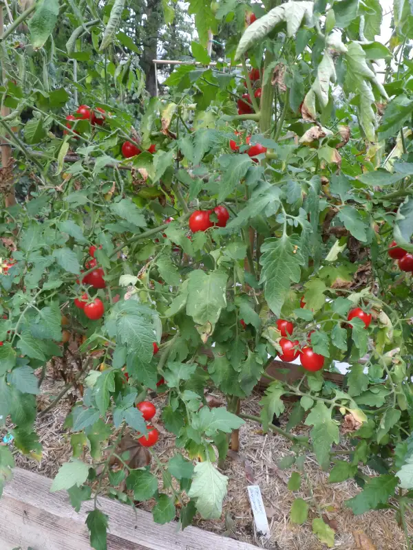 Tomaten: Canneberge Sucree ( Kat# 2106 )