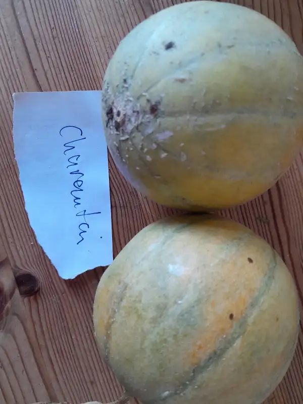 Obst: Cantaloupe di Charentais