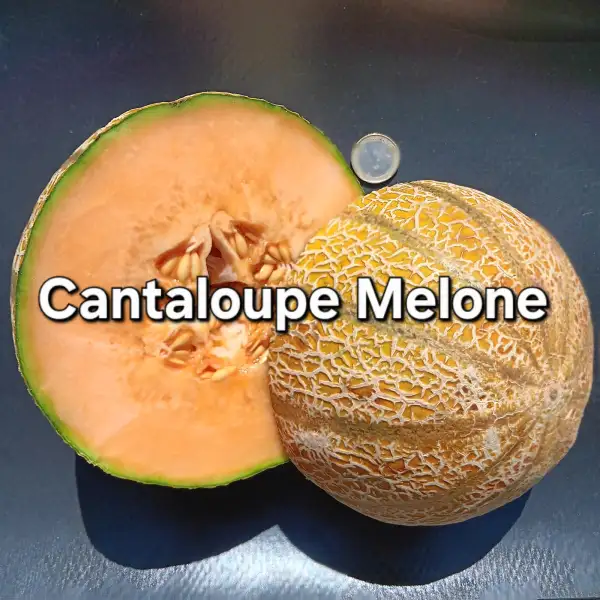 Melonen: Cantaloupe Melone