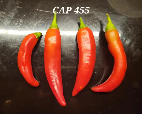 Chili / Paprika: CAP 455