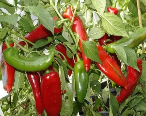 Chili / Paprika: Capia Spitzpaprika