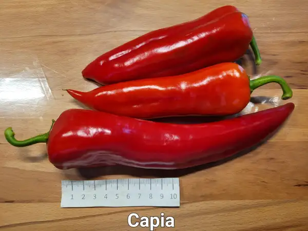 Chili / Paprika: Capia	Spitzpaprika	80cm	rot