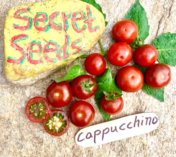 Tomaten: Cappucchino