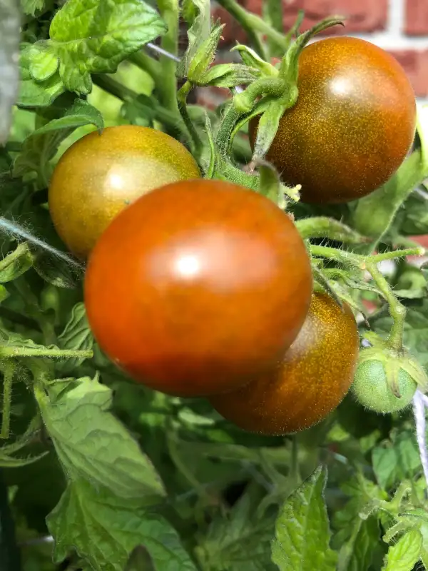 Tomaten: Cappuccino