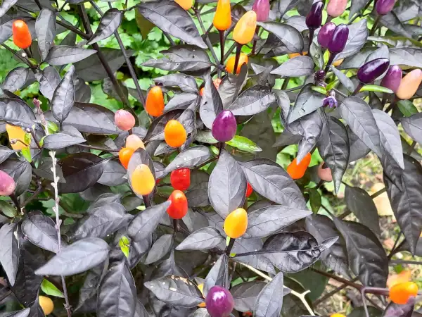 Chili / Paprika: Capsicum annuum 