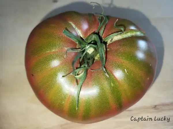 Tomaten: Captain Lucky