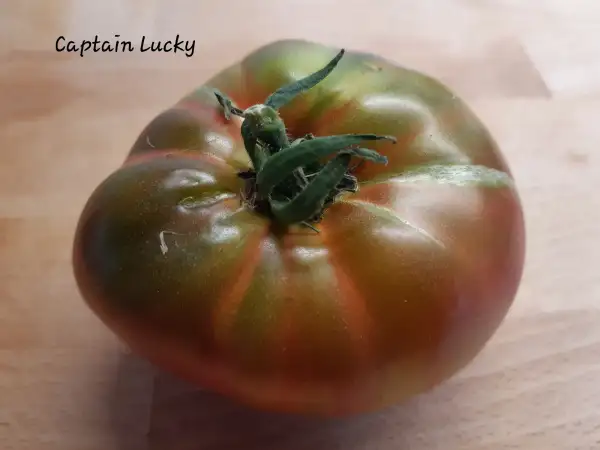 Tomaten: Captain Lucky