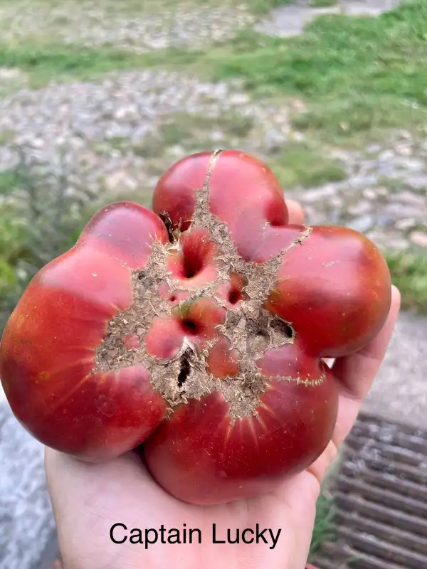 Tomaten: Captain Lucky