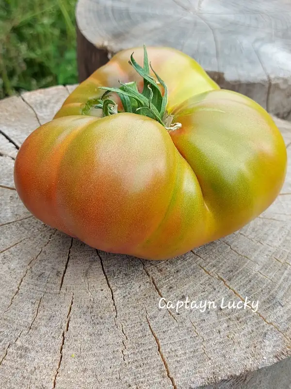 Tomaten: Captain Lucky