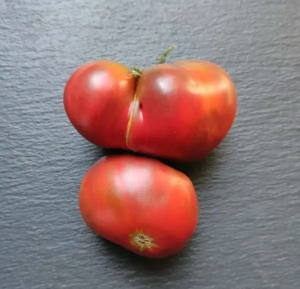 Tomaten: Captain Lucky