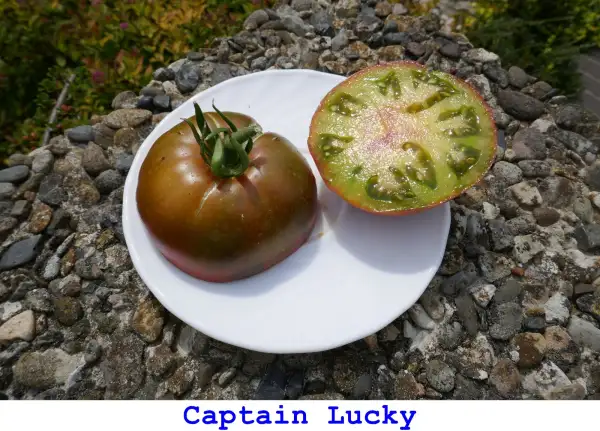 Tomaten: Captain Lucky