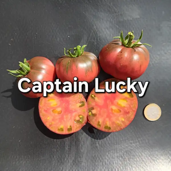 Tomaten: Captain Lucky