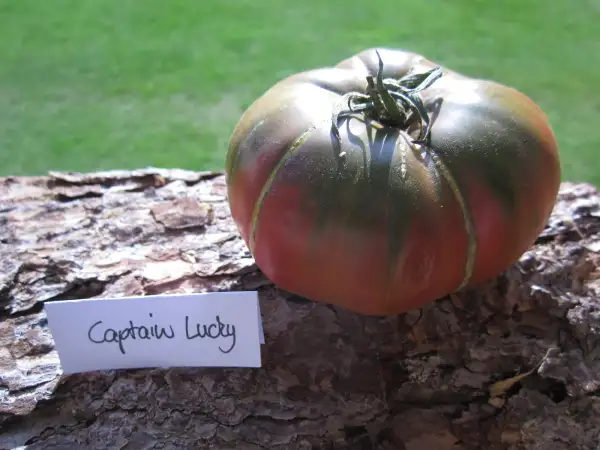 Tomaten: Captain Lucky